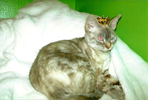 Queen Didhe