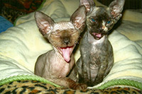 Laughter