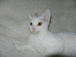 Queen Loreley