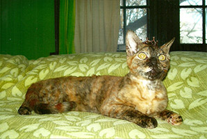 Queen Mary Jane