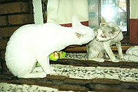 Tenderness